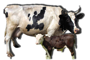 vetkrs ветеринария крупного рогатого скота
